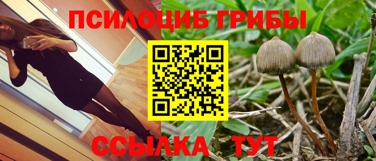 Псилоцибиновые грибы Psilocybe Екатеринбург